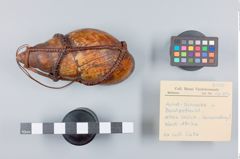 Foto (Übersicht mit Etikett) von Achatschnecke in Bastgeflecht (NHMW-ZOO-MO-0081100-ETH-138)